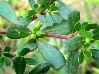 Rau sam: Loại rau quý nhiều công dụng người Việt vẫn còn bỏ phí