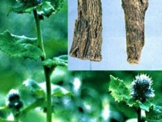 Bài thuốc hay giúp giải rượu