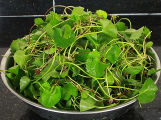Sẹo lõm mờ đi trông thấy chỉ với 2 ngàn đồng rau má