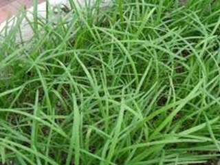 Đừng cố tìm thần dược, 3 loại rau dân dã này của Việt Nam mới là "thần dược" chống ung thư