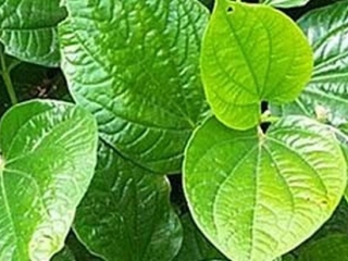 3 bài thuốc chữa đau lưng cực nhạy lại không tốn kém