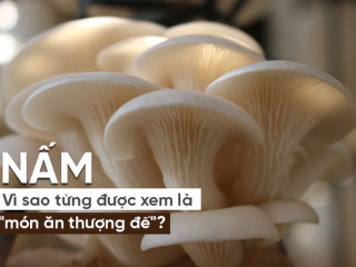 7 món nấm phổ biến tốt nhất cho sức khỏe: Tận dụng tốt sẽ đỡ uống thuốc