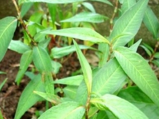 Để tốt cho 